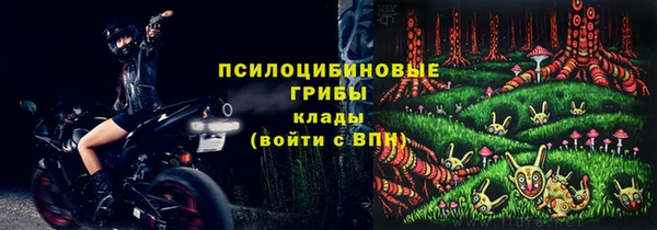 индика Новозыбков