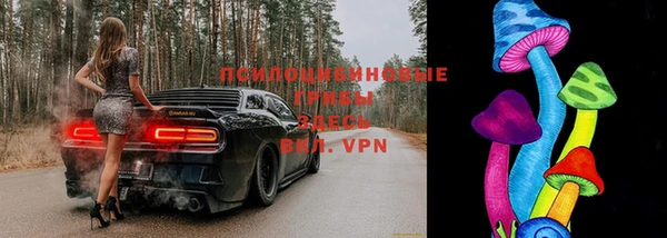 индика Новозыбков